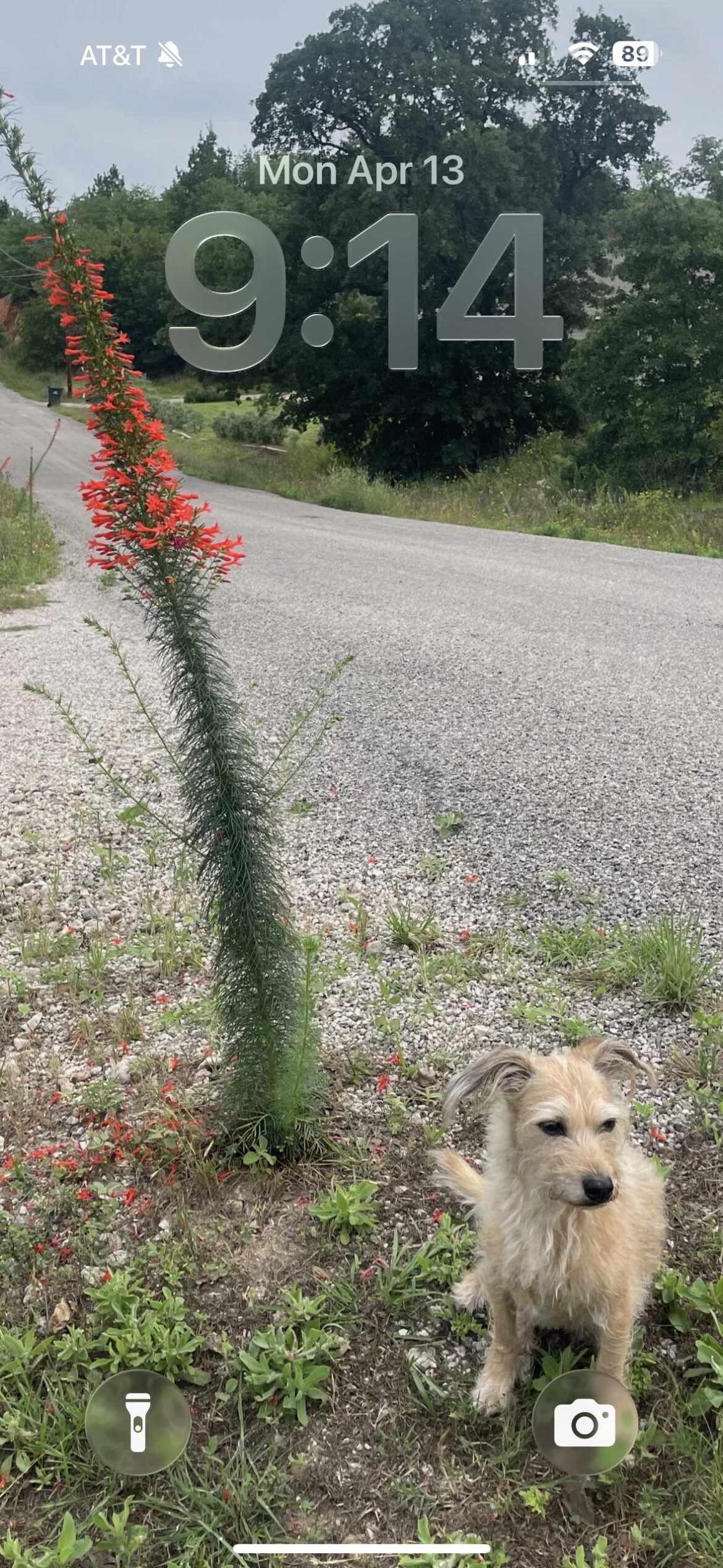 Wild flower.