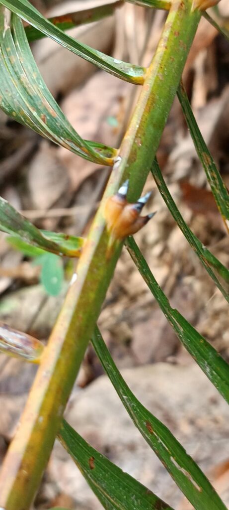 What dead tree is this? They're oil palm tree around but I remember they don't have this kinda spikes