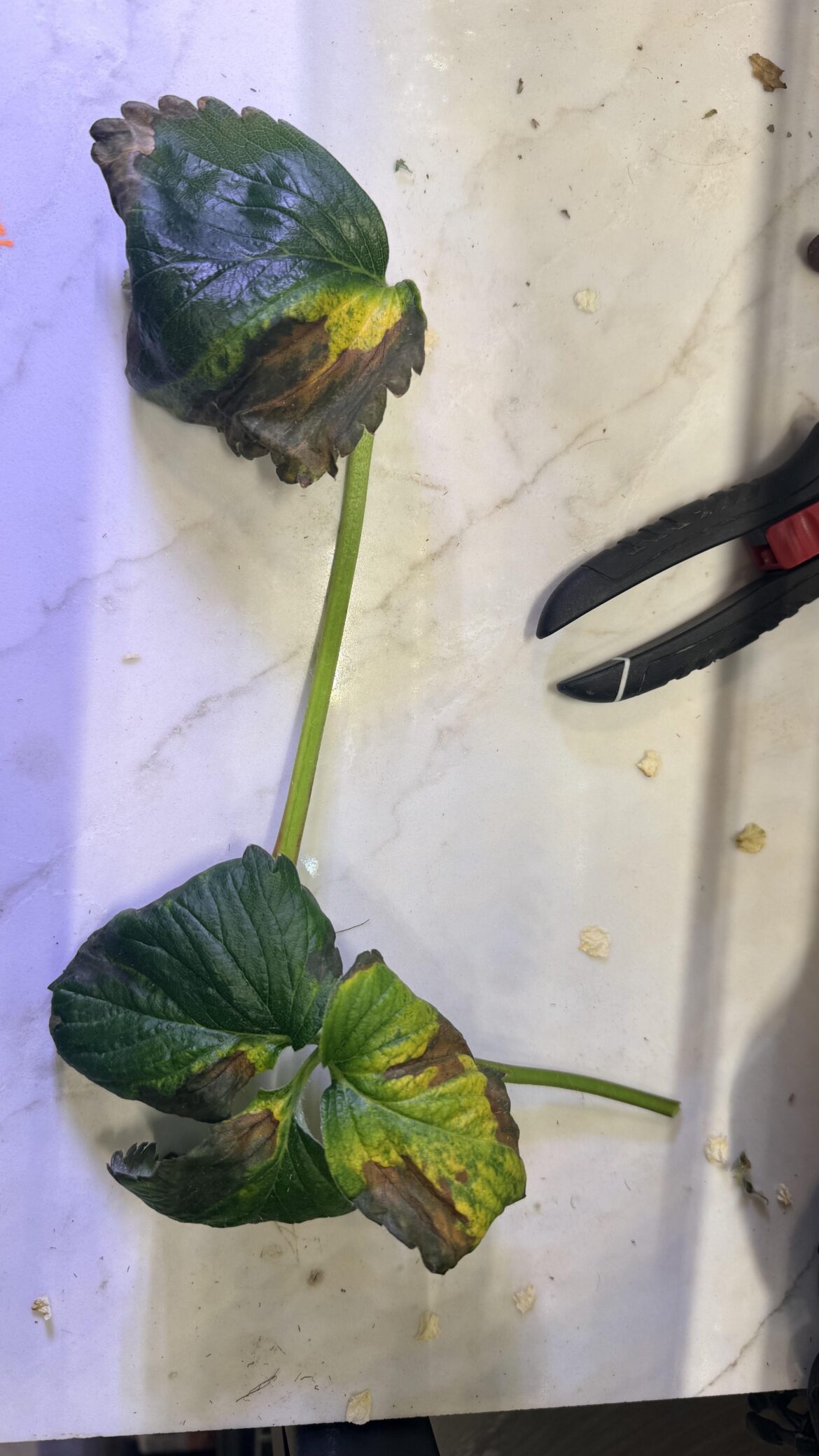 Leaf yellowing