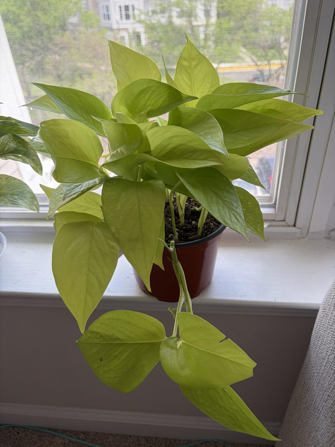 Picked up this neon pothos today 😍