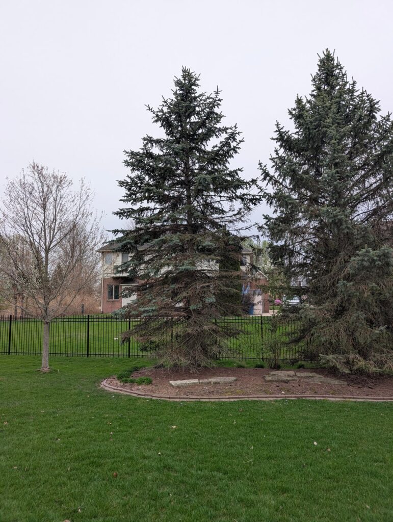 Bought a house but the previous owners let the landscaping go, is there anything I can do to save this tree?
