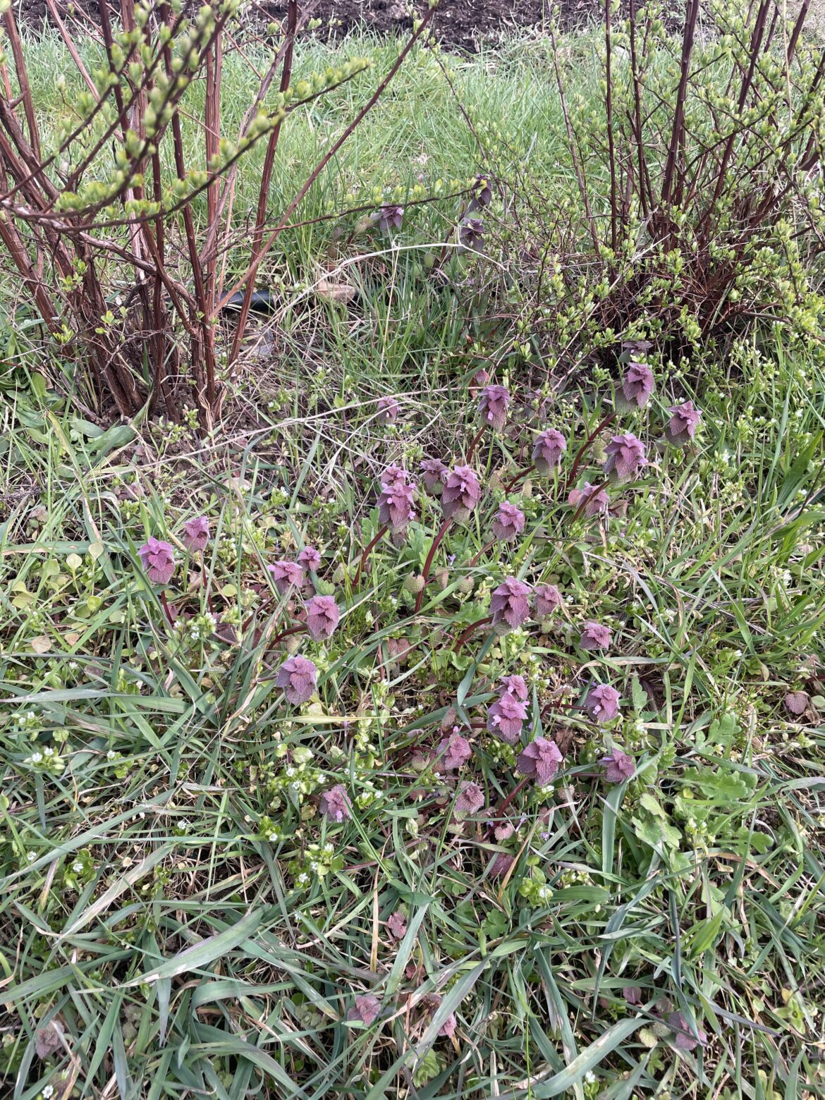 Ideas on how to handle dead nettle infestation