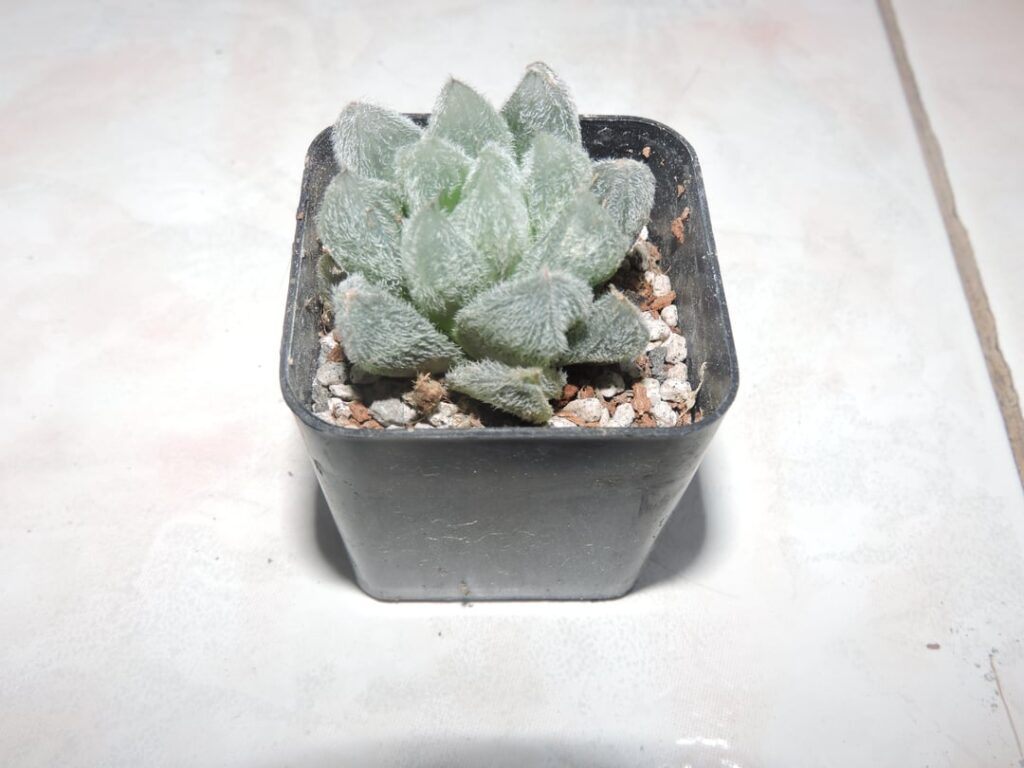 Help me ID these haworthias please