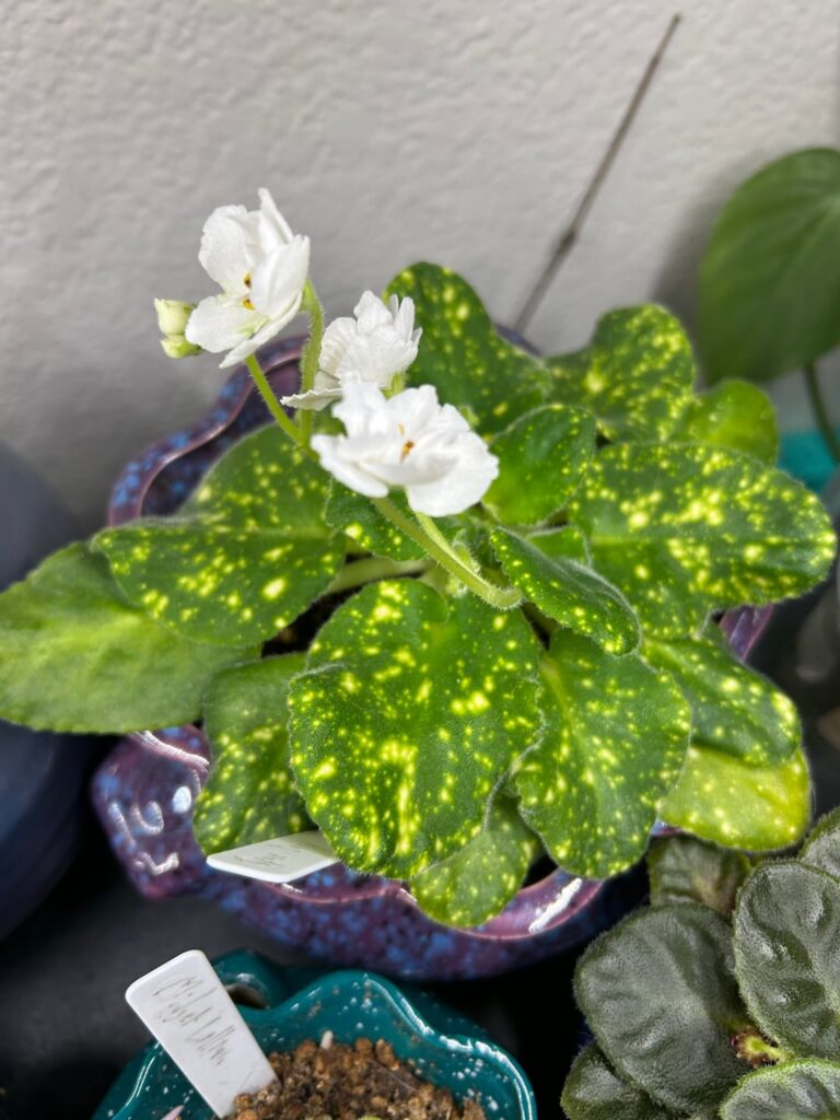 Space fairy is blooming