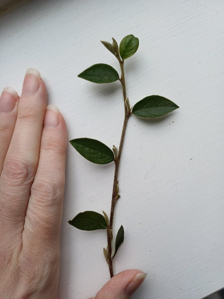 UK garden shrub help