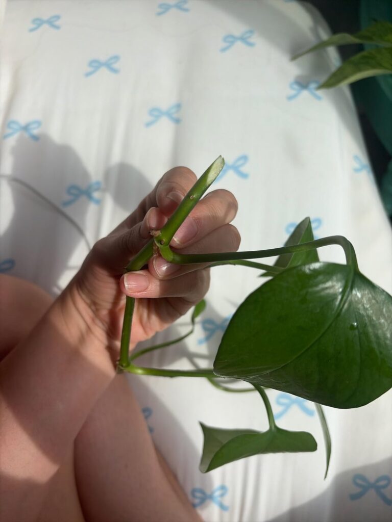 My vine snapped this morning. I don’t know how to propagate. My vine snapped this morning. I don’t know how to propagate.