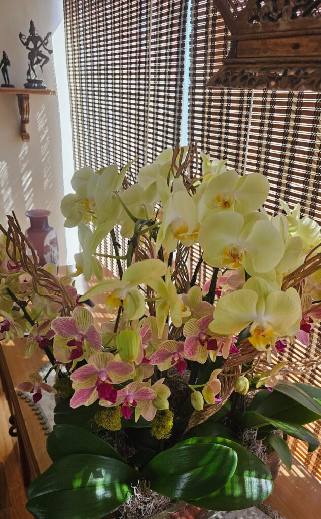 Grandmother Received Orchids again. Help to take care of them