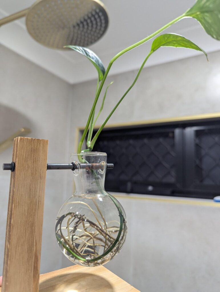 Man wtf is growing on my pothos??