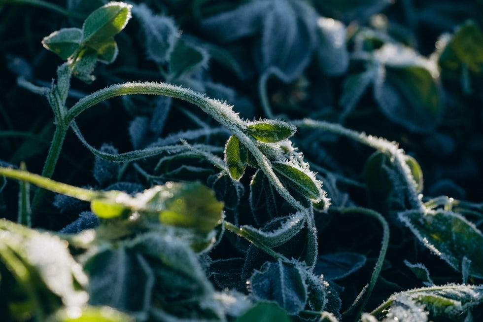 Green plants covered in shimmering white frost on a cold morning are you planting tomatoes too early