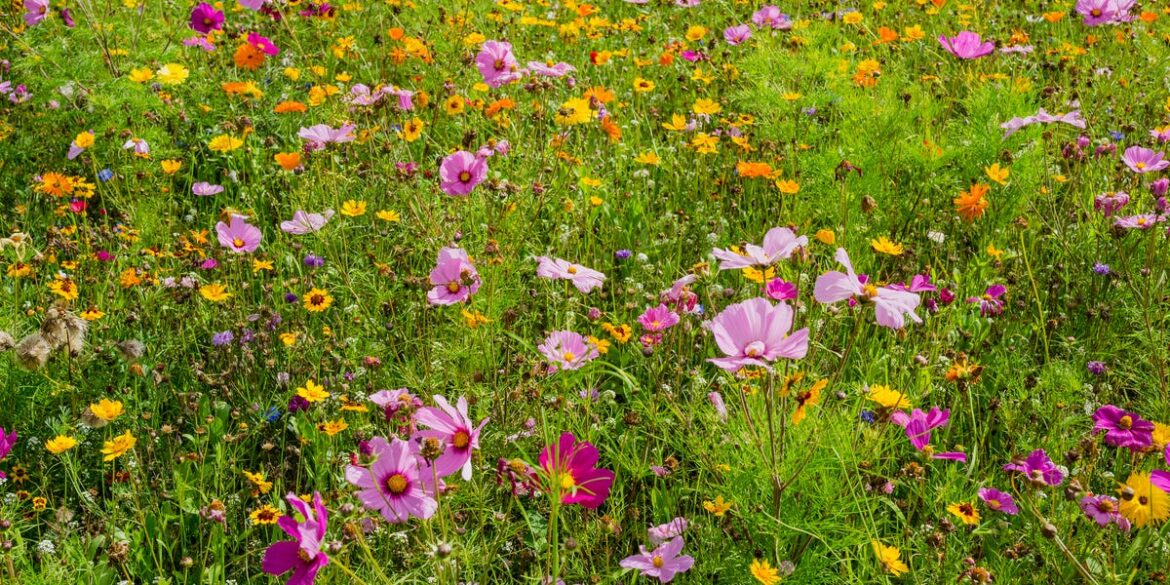 What Is ‘Chaos Gardening’—And Should You Try It?