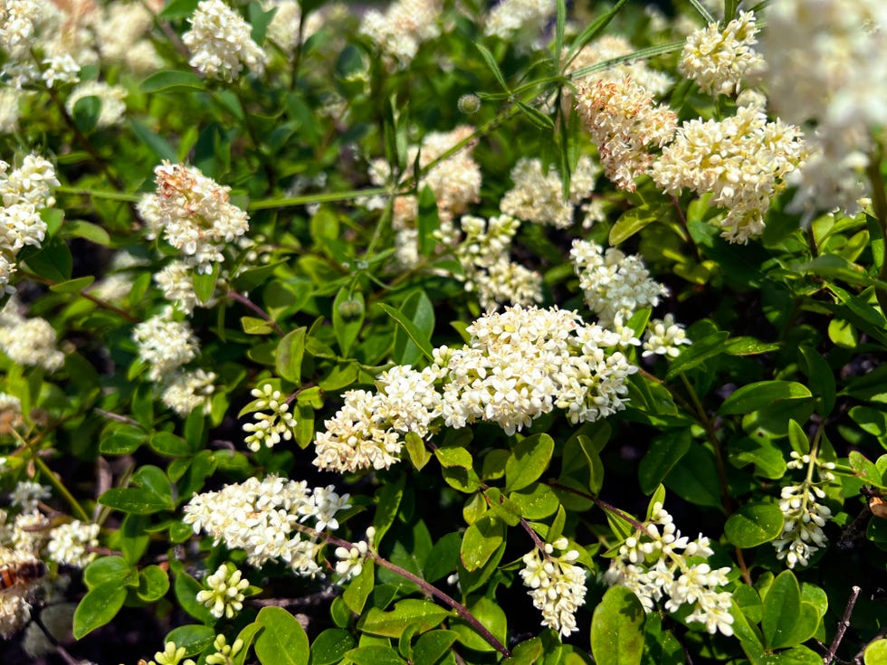 ligustrum vulgare in bloom