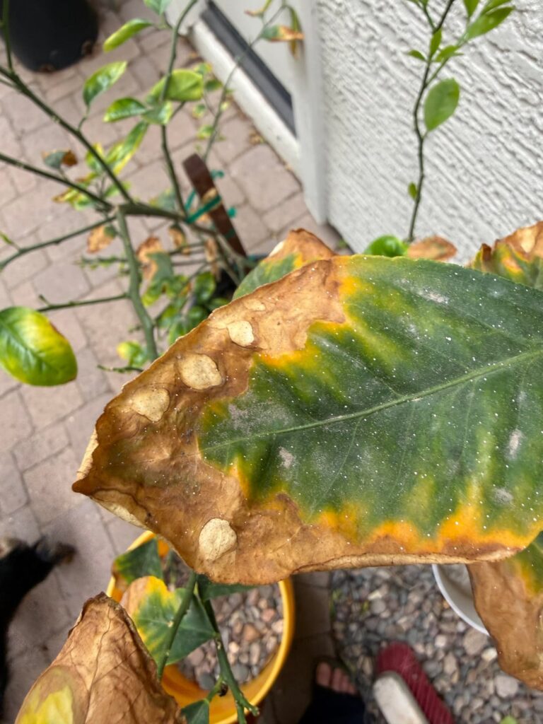 Help! Suffering lemon tree