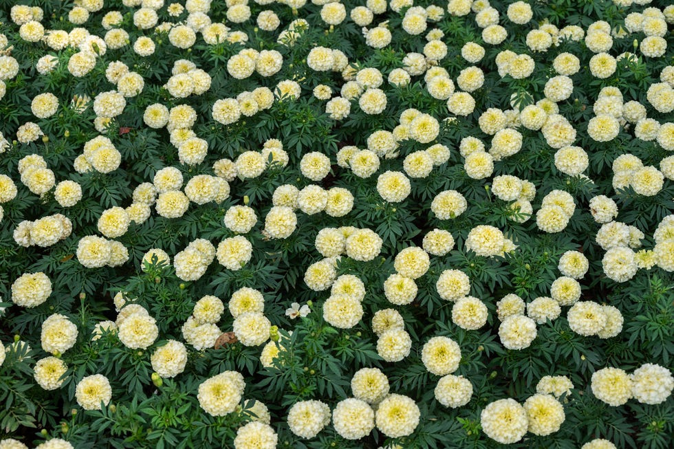 Full frame shot of Marigold (Tagetes) flowers blooming in the garden. if you plant only one annual marigold