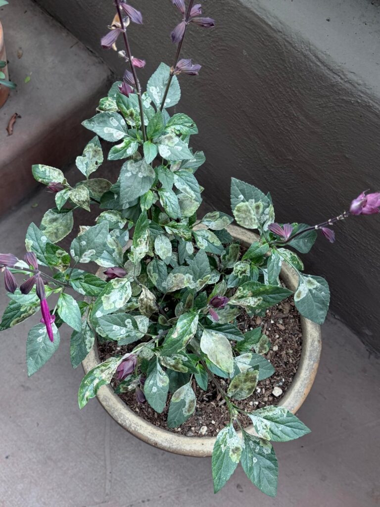 what is this?