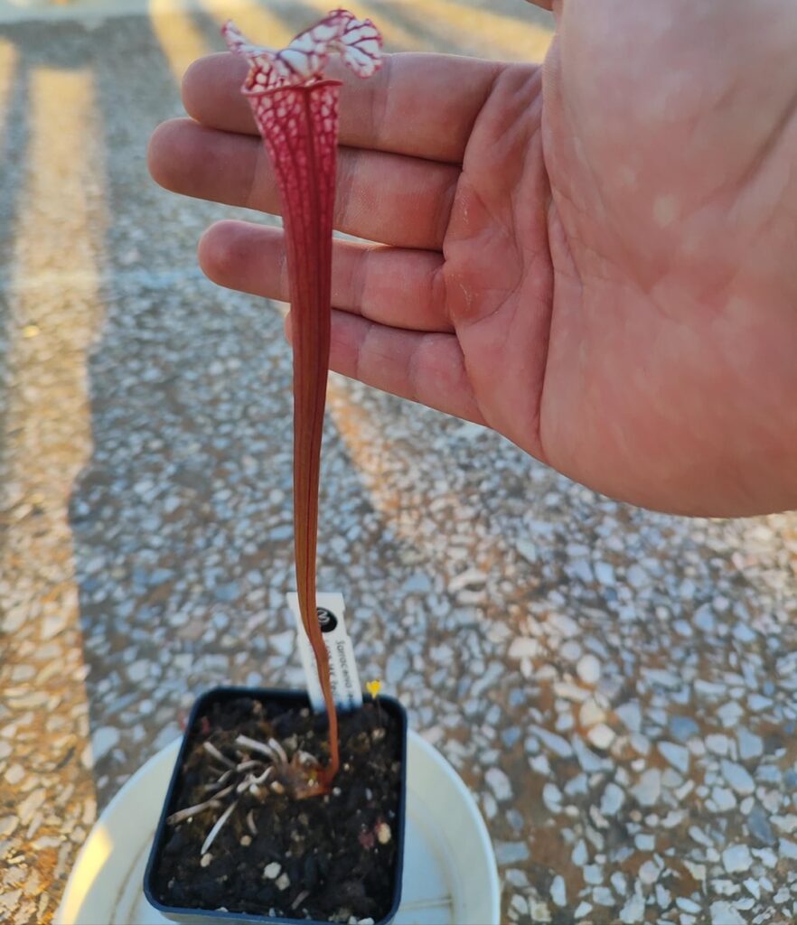 My beautiful sarracenia leuchophylla L49 B getting it’s first pitcher after buying it in January (plus collection). Waiting for my mirror dionea to turn red aswell and get it’s first mutated traps. For some reason while my default one is already red the mirror one is still green My beautiful sarracenia leuchophylla L49 B getting it's first pitcher after buying it in January (plus collection). Waiting for my mirror dionea to turn red aswell and get it's first mutated traps. For some reason while my default one is already red the mirror one is still green