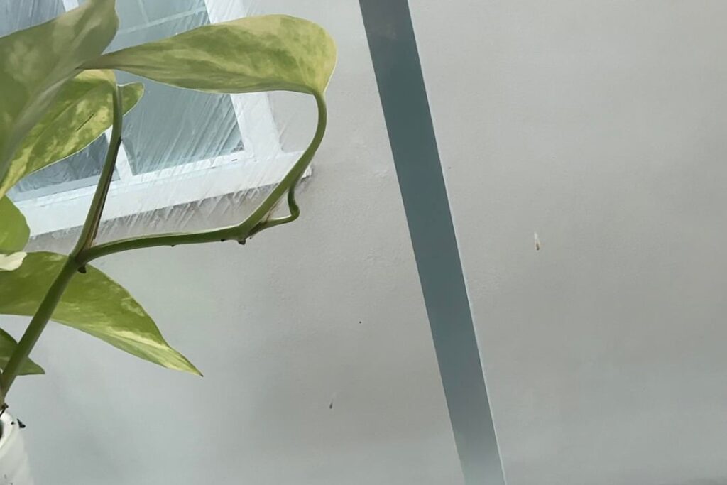 Stem briefly splitting and reconnecting???