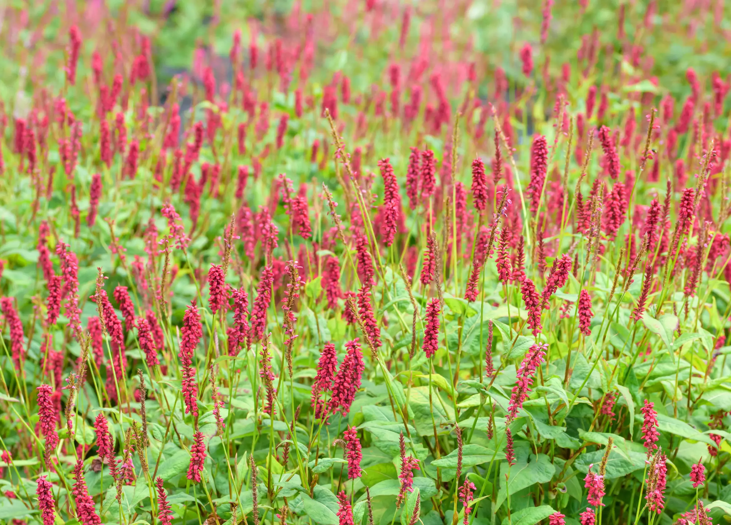 Water Smartweed (Persicaria amplexicaulis 'JS Caliente') in bloom.