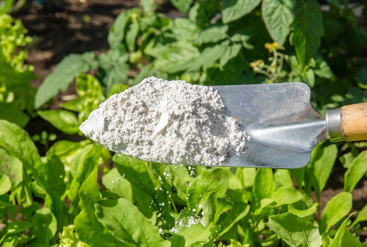 7 Smart Ways to Use Cornstarch in Your Garden for Healthier Plants 7 Smart Ways to Use Cornstarch in Your Garden for Healthier Plants
