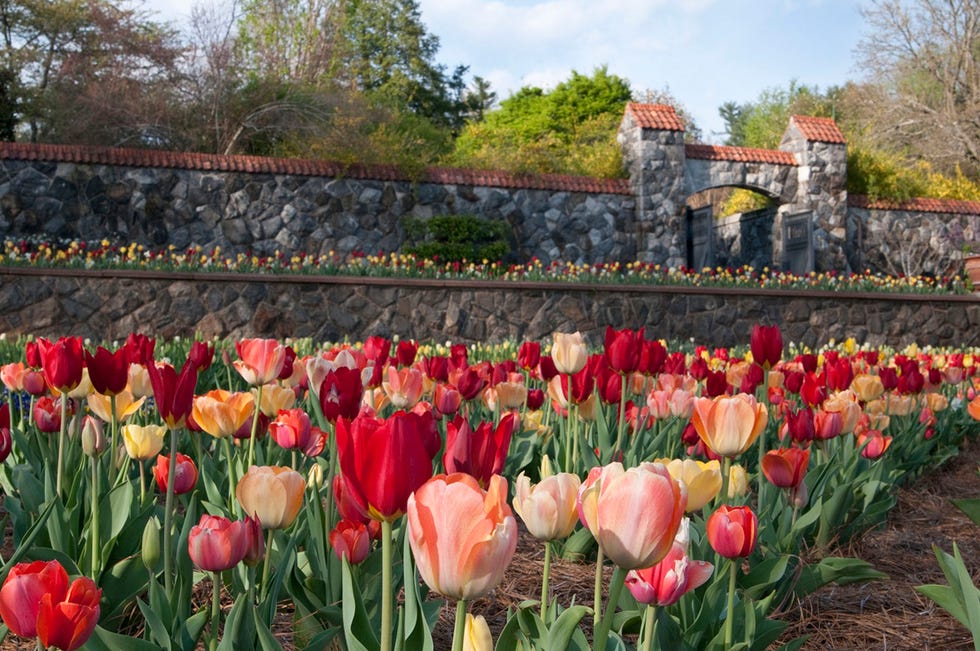 Colorful tulip garden with a stone wall backdrop Colorful tulip garden with a stone wall backdrop