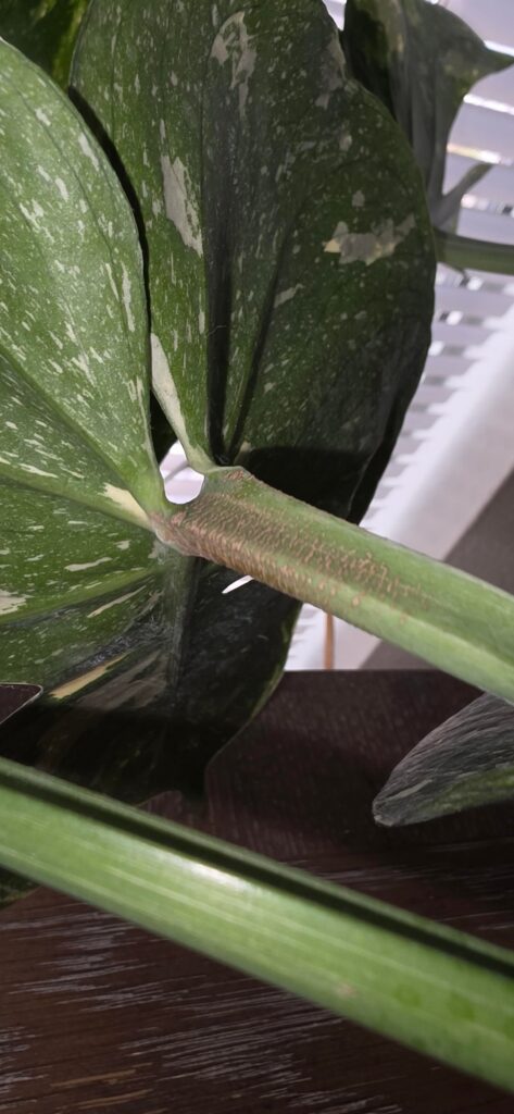 What is this?