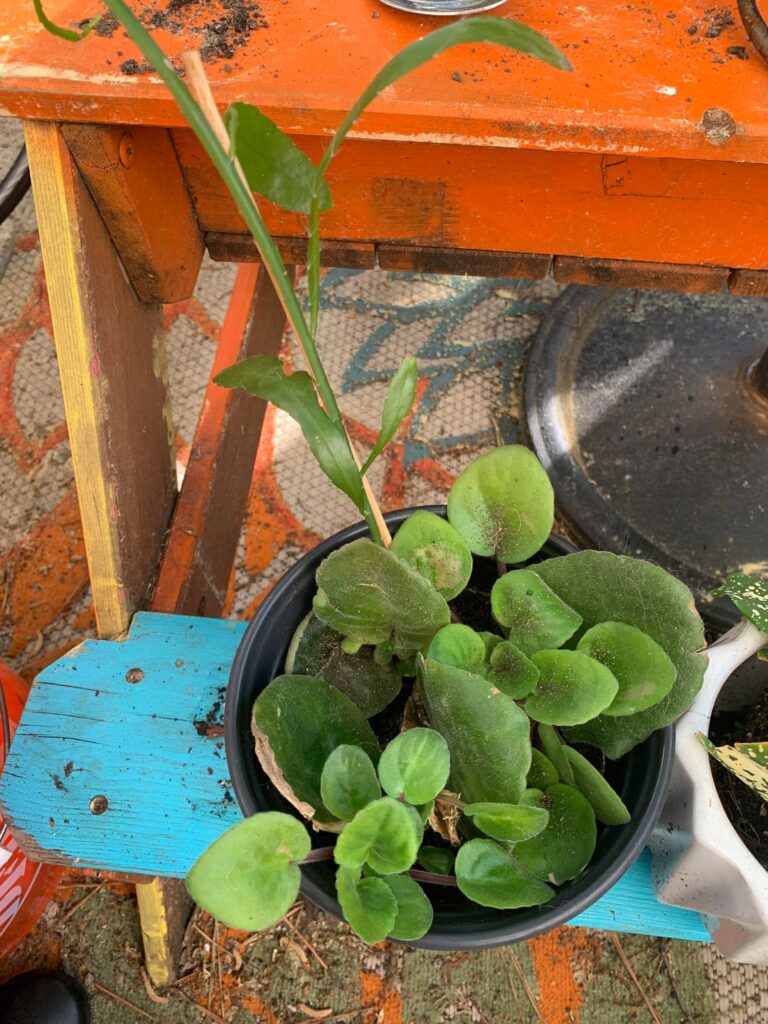 Accidental propagation station