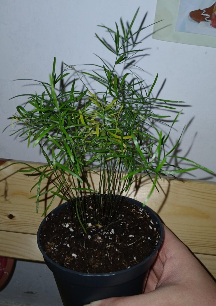 Identification of a green plant