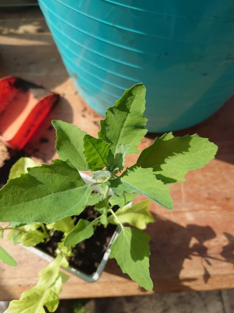Who has my lettuce shacked up with?