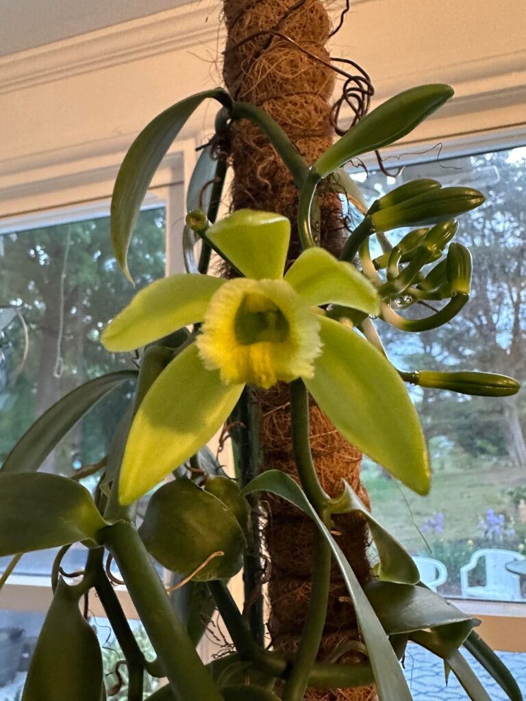 Some vanilla orchid pics