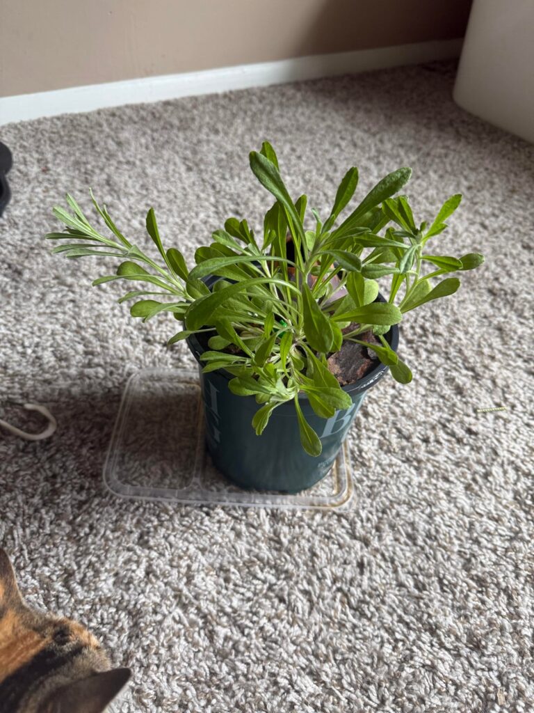 Wild plant sprouted in one of my pots