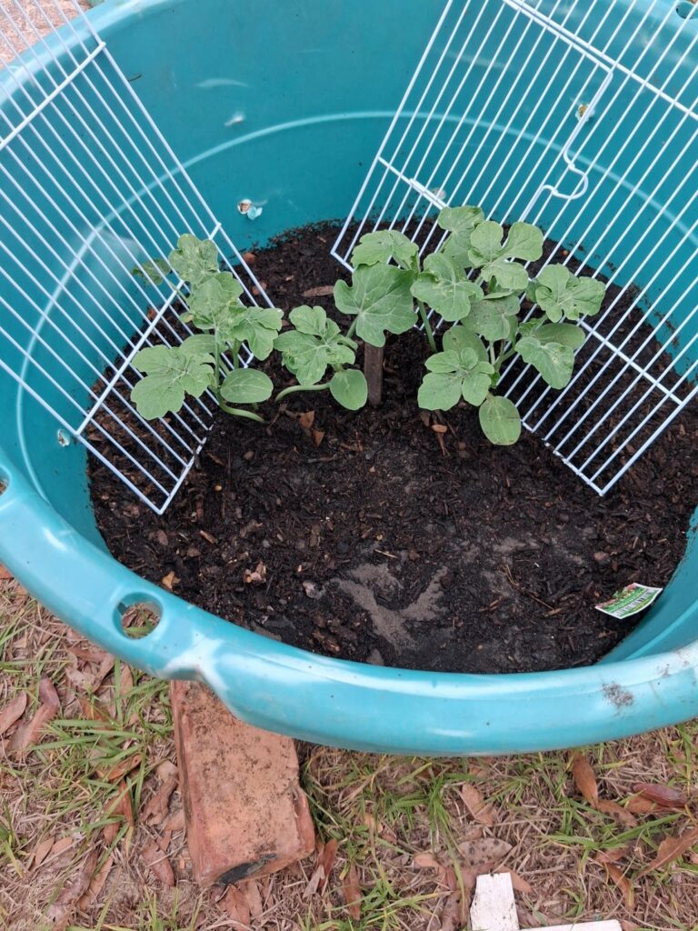 Therapy gardening