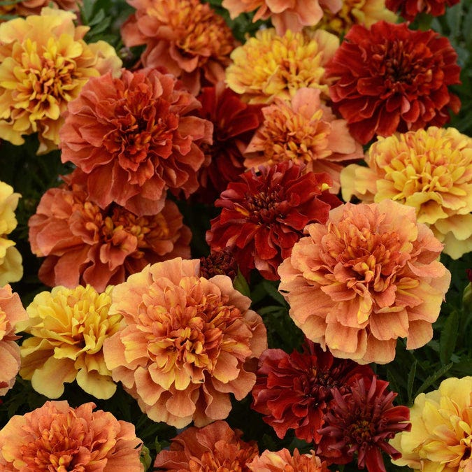 <p>Strawberry Blonde Marigold Seeds</p>