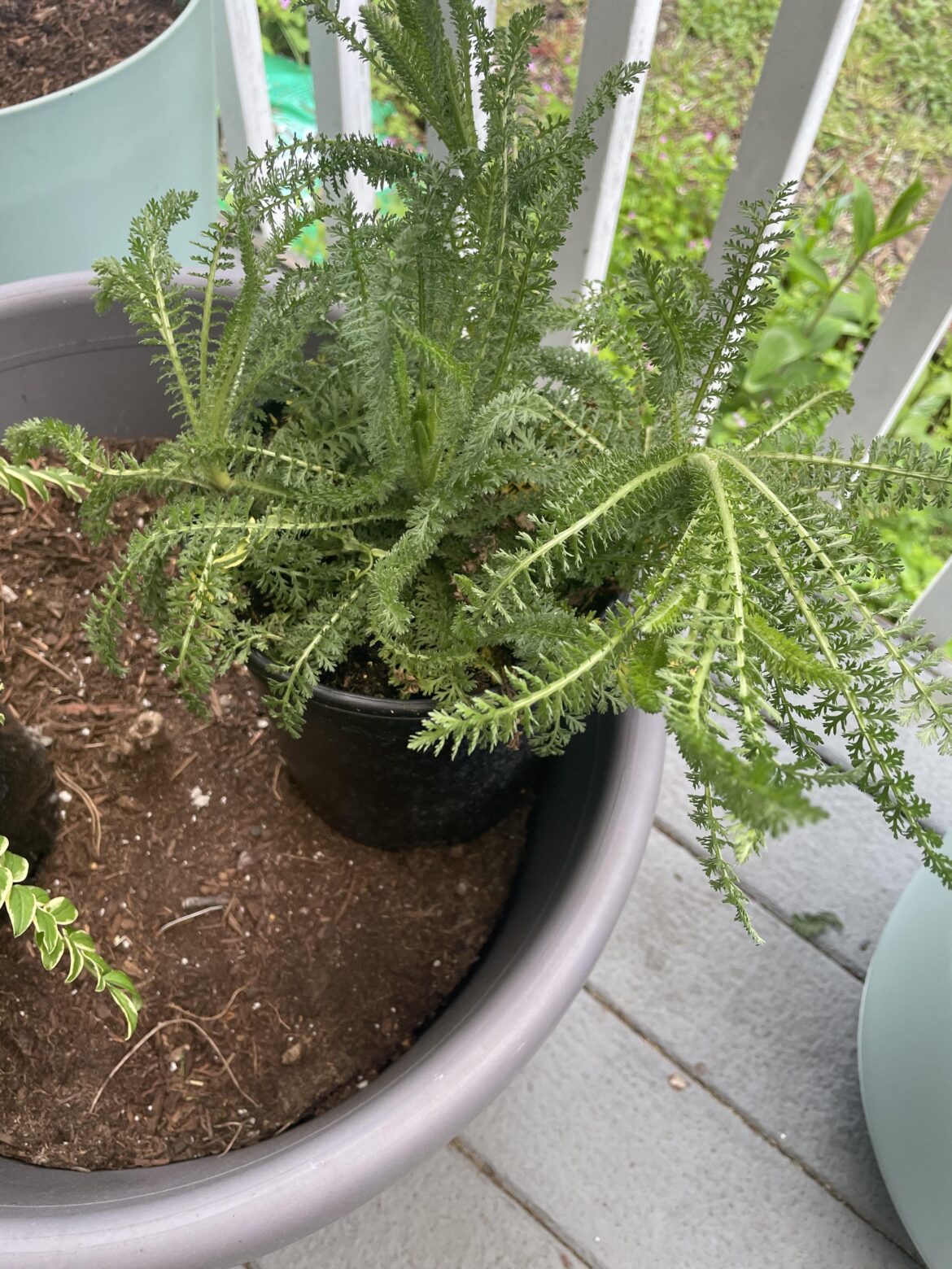 Can anyone help identify this plant? Thanks