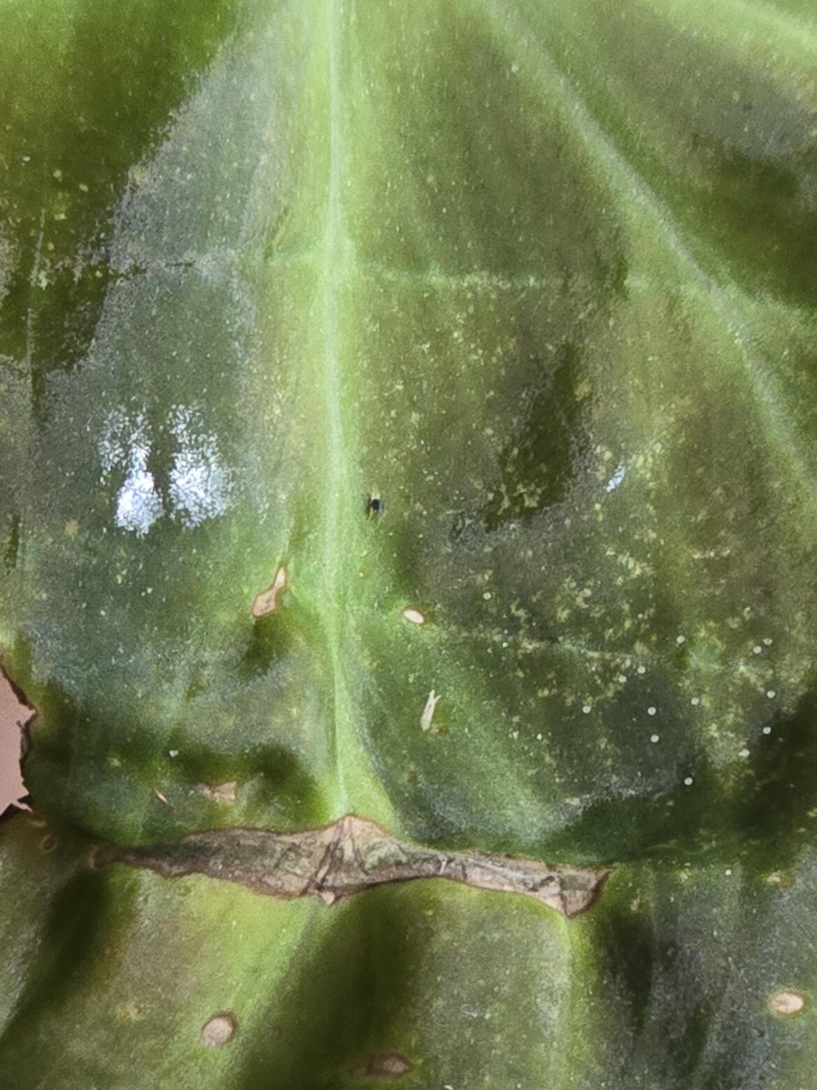 Who's that Pokémon, its two spotted mites! It's Thips! F**k