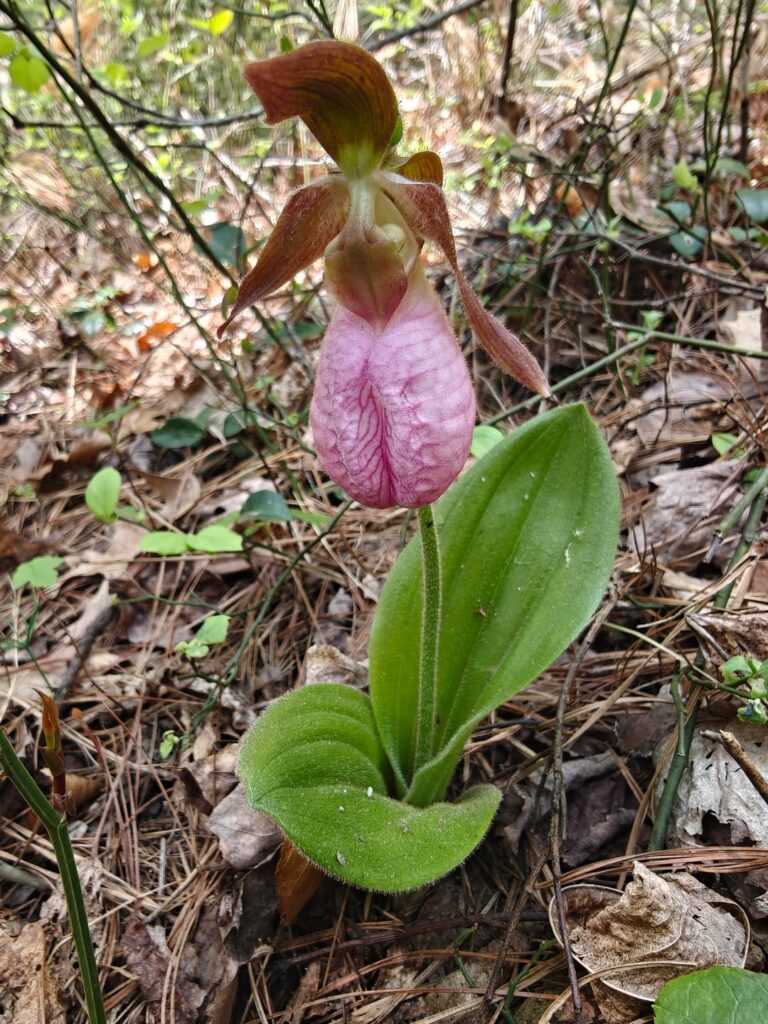 Rare Sight in Red River Gorge Kentucky