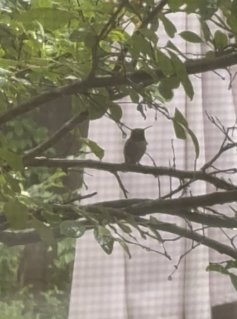 Little Friend found a dry spot to wait out the rain