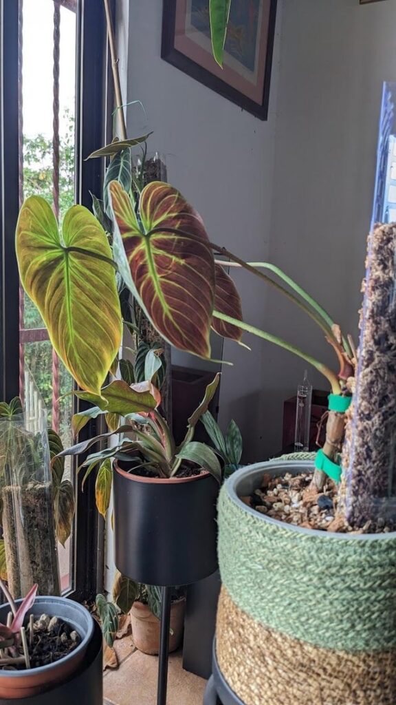 Is my El Choco Red receiving too much light? Is my El Choco Red receiving too much light?