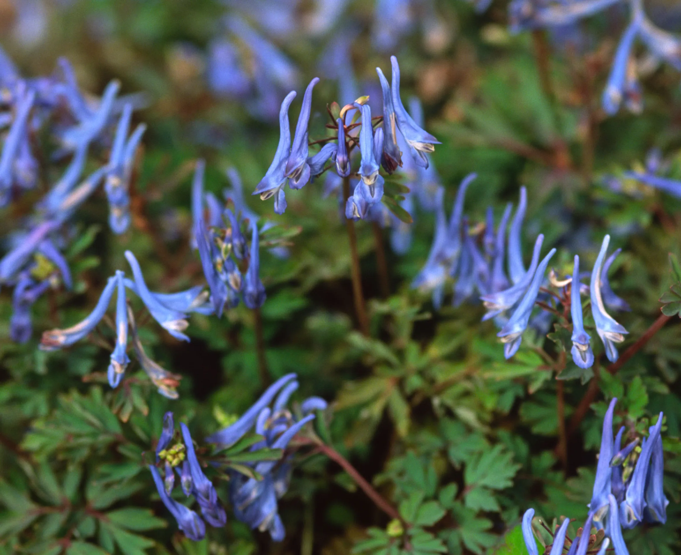 Corydalis Flexuosa 'China Blue' flowers.