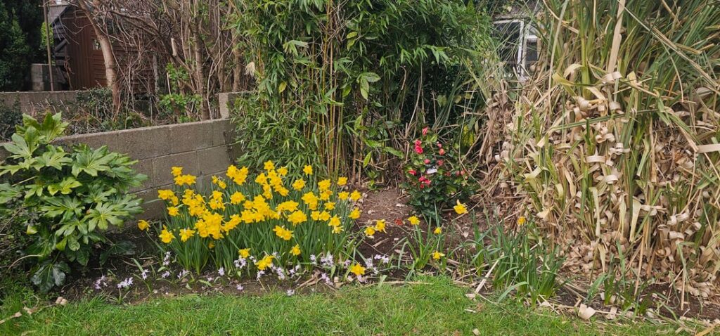 Daffodils at the end of March, cut back and a single Tulip left now
