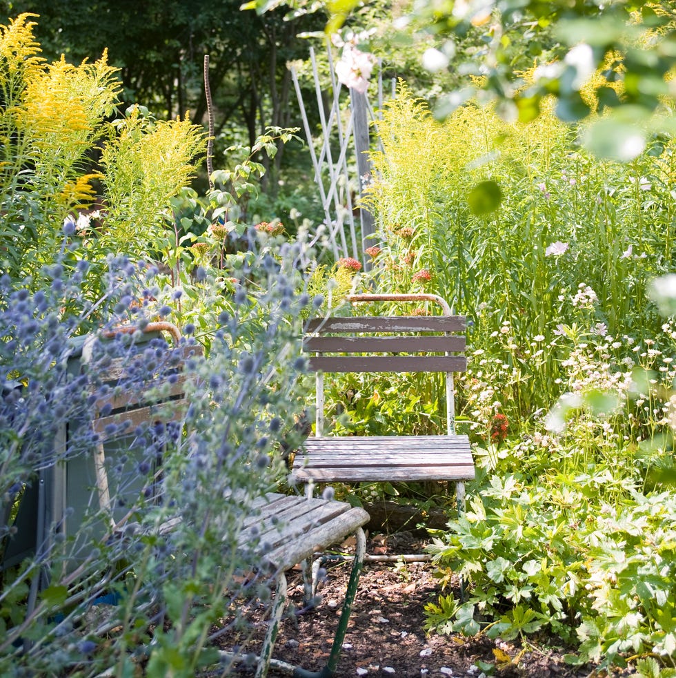 Wild garden a serene garden pathway with wooden benches and lush greenery