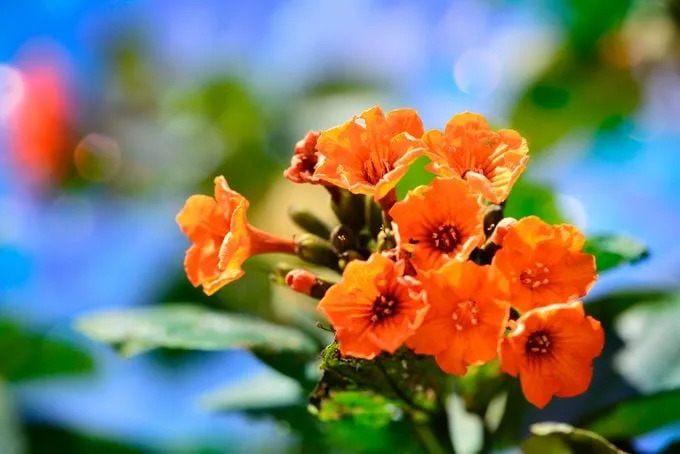 Tecoma 'Orange Jubilee', Orange Jubilee Esperanza, Orangebells, Orange Trumpet Bush