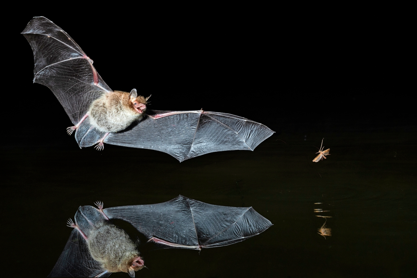 Daubenton's bat flying over water with its reflection below, eyeing an insect.