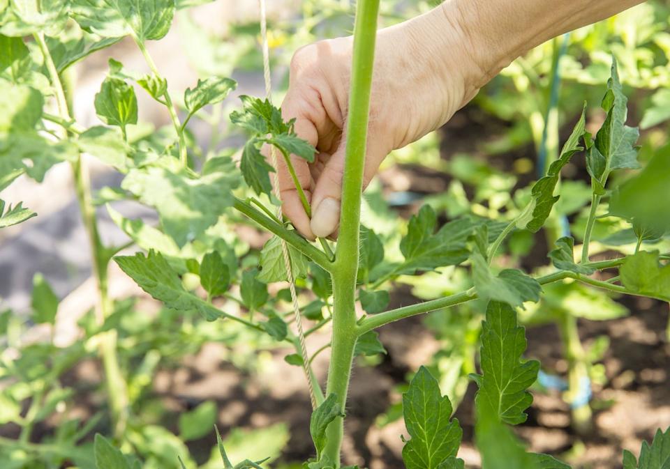 close up of woman hand pinch off excessive shoot sucker that grow on tomato plant stem in greenhouse, so tomato plant gets more nutrition from soil to grow tomatoes.