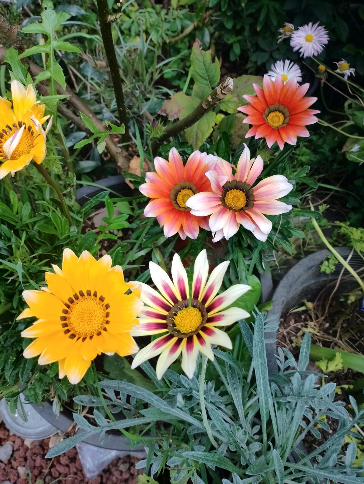 Some of my Gaillardias, grown from seed
