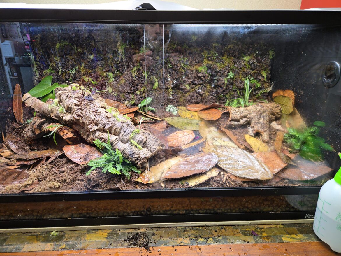 Just finished my first bioactive vivarium for my ball python