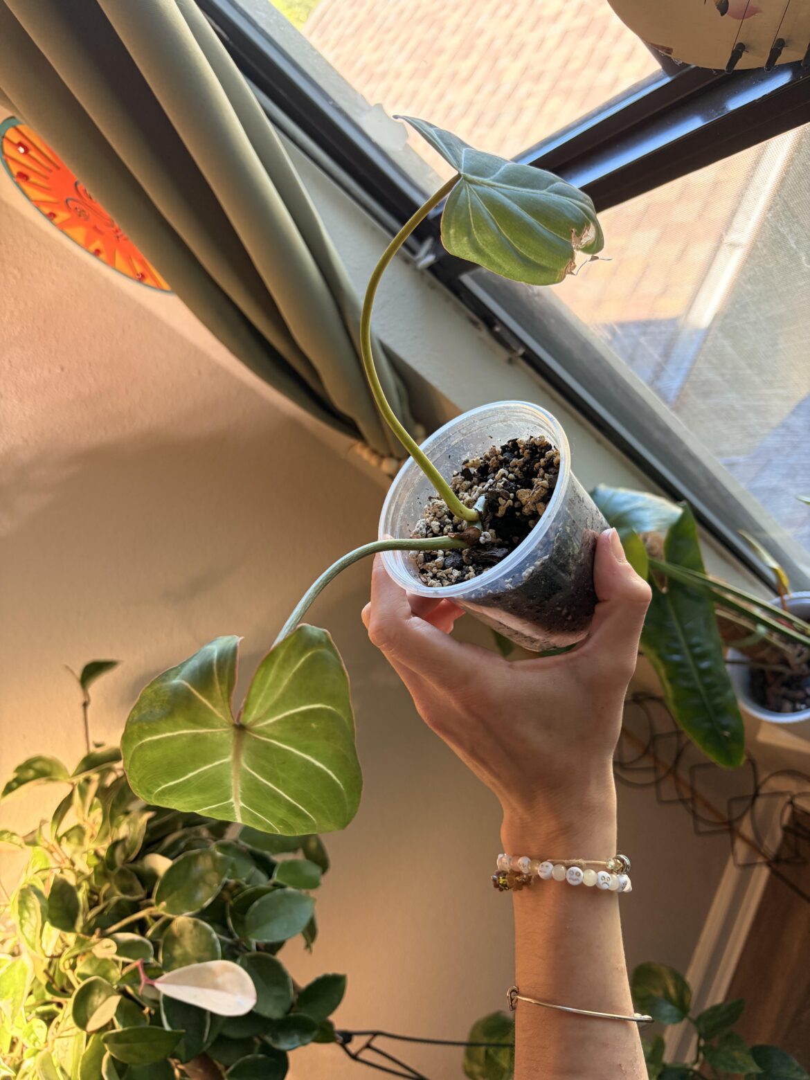 My gloriosum is so pitiful. How to encourage growth to come back? My gloriosum is so pitiful. How to encourage growth to come back?