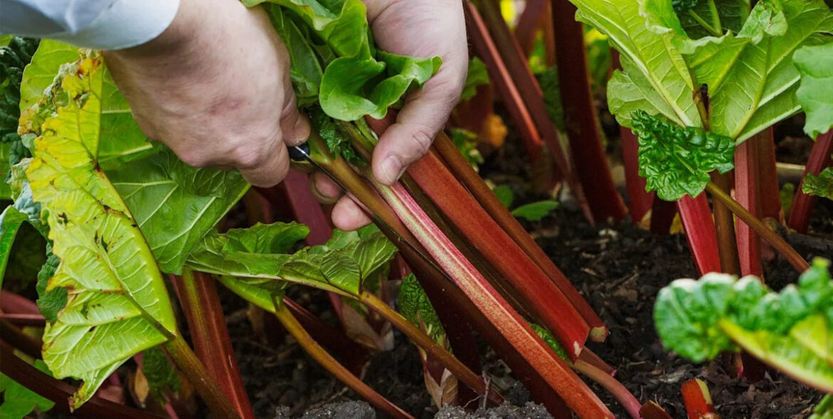 Growing rhubarb right now? The toxic warning gardeners should know Growing rhubarb right now? The toxic warning gardeners should know