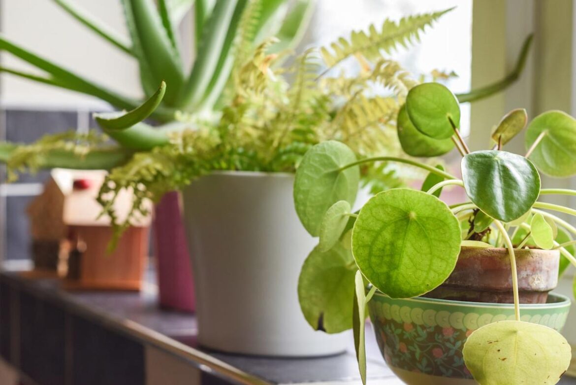 These Gorgeous Houseplants Require ZERO Effort to Keep Alive These Gorgeous Houseplants Require ZERO Effort to Keep Alive