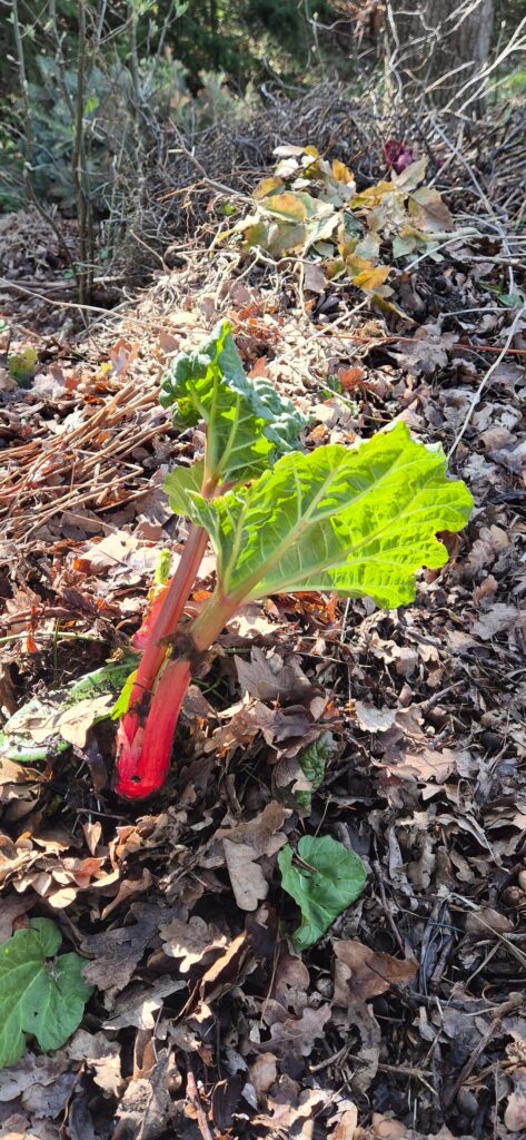 Is this a rhubarb?