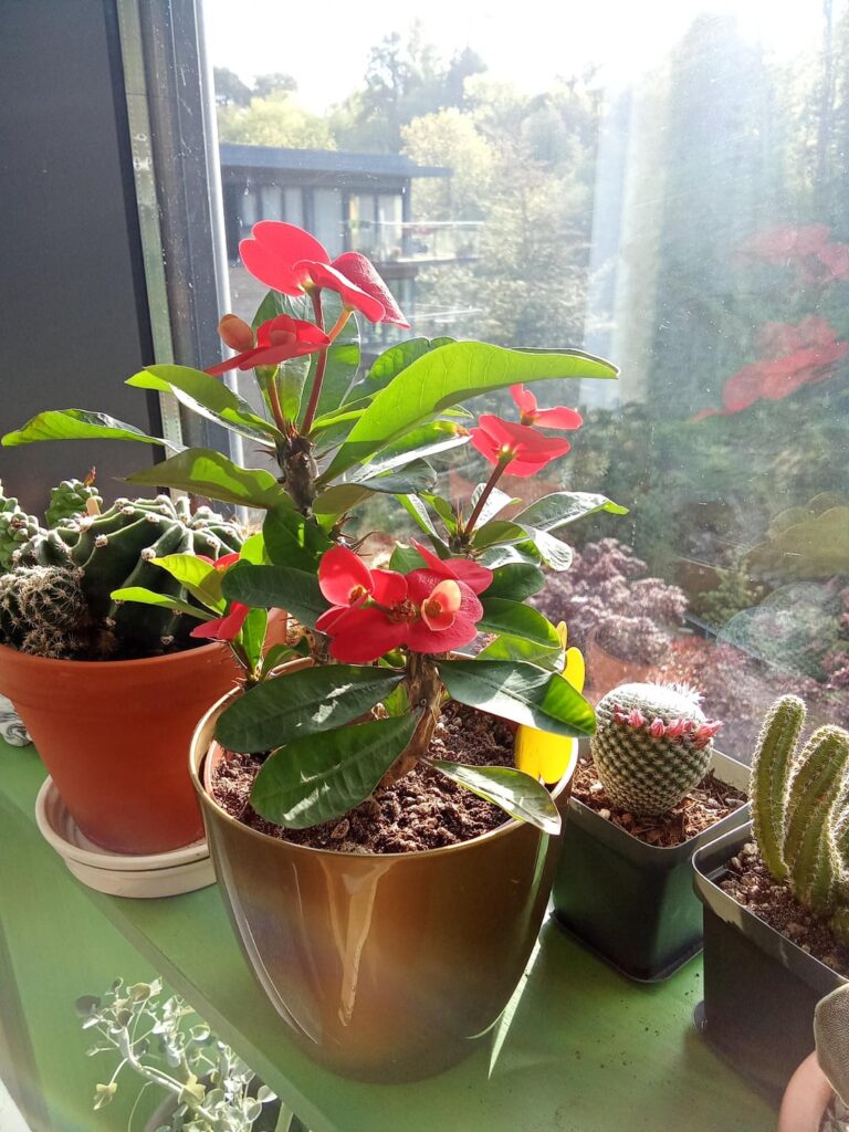 Milli sunbathing in the morning sun.