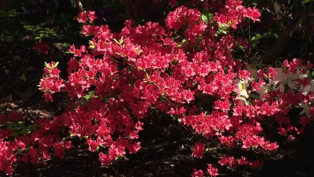 ‘It’s a labor of love,’ Keithan’s Bluebird Gardens in Sunbury bursting with color as flowers begin to bloom 'It's a labor of love,' Keithan's Bluebird Gardens in Sunbury bursting with color as flowers begin to bloom